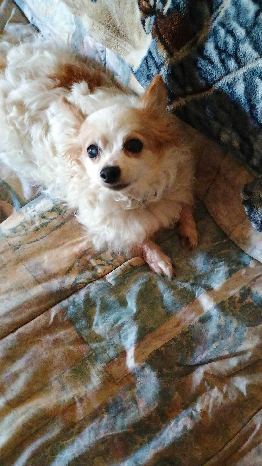 Lealand joined the competition — help win amazing prizes! dog, small_dog, fluffy, pet, lying_down, quilt, blanket, indoors, curious_eyes, fur, cute, companion, animal, domestic, cozy, resting, brown, white, soft, portrait