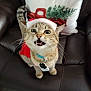 alert, animal, cat, christmas_outfit, collar, cute, decorative_pillow, festive, fur, holiday, indoor, leather_couch, meowing, pet, santa_hat, tabby_cat, tag, tail, whiskers, wide_eyes