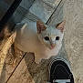 Pinky is registered to the contest to win money with this photo: kitten, cat, white_cat, floor, tile_floor, shoe, sneaker, black_shoe, footwear, looking_up, pet, animal, curious, indoor, small_cat, cute, whiskers, ears, paws, shadow