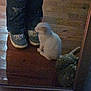 Pinky is registered to the contest to win money with this photo: cat, cats, person, legs, shoes, mirror, wooden_floor, indoor, reflection, dark, grainy, pet, animal, feline, floor, sitting, casual, footwear, home, blurred