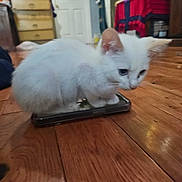 Pinky joined the competition — help win amazing prizes! kitten, white_cat, smartphone, wooden_floor, indoor, pet, animal, small, cute, curious, feline, young, domestic, fur, ears, whiskers, sitting, closeup, floor, household