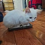 kitten, white_cat, smartphone, wooden_floor, indoor, pet, animal, small, cute, curious, feline, young, domestic, fur, ears, whiskers, sitting, closeup, floor, household