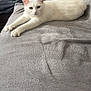 Twister a rejoint le concours — aidez-le/la à gagner de superbes lots ! animal, blanket, cat, couch, cozy, domestic_cat, ears, feline, fur, green_eyes, home, indoor, pet, pillow, relaxed, resting, sofa, stretching, whiskers, white_cat