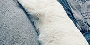 Twister participe au concours pour gagner de l'argent avec cette photo : animal, blanket, cat, comfort, couch, cozy, cute, domestic_cat, feline, fluffy, fur, home, indoor, pet, photograph, portrait, relaxed, resting, sleeping, white_cat