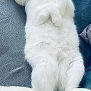 Twister a rejoint le concours — aidez-le/la à gagner de superbes lots ! animal, blanket, cat, closeup, cozy, cute, feline, fluffy, fur, indoor, lying_down, paws, pet, relaxed, resting, sleepy, soft_texture, tail, whiskers, white_cat