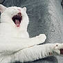 Twister a rejoint le concours — aidez-le/la à gagner de superbes lots ! animal, blanket, cat, close_up, cute, feline, fur, indoor, mouth_open, nose, paw, pet, relaxed, resting, sleeping, soft_texture, teeth, whiskers, white_cat, yawning