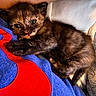 kitten, cat, black_cat, fur, blue_eyes, whiskers, ears, paws, tail, sleeping, lying_down, cozy, blanket, bedding, indoor, home, close_up, portrait, colorful, cute