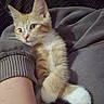 animal, arm, blanket, cat, closeup, couch, cozy, curious, cute, feline, fur, human, indoor, kitten, orange_cat, pet, resting, snuggling, soft, white_paws