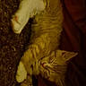 Butter Burger joined the competition — help win amazing prizes! animal, blanket, cat, cozy, cute, domestic_cat, feline, fur, indoor, kitten, orange_tabby, paw, pet, relaxed, resting, sleep, sleeping, soft, whiskers, young