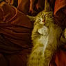adorable, animal, blanket, cat, cozy, cute, fur, fur_pattern, indoors, kitten, nap, orange_tabby, paw, pet, relaxing, resting, sleeping, soft, warm_lighting, whiskers