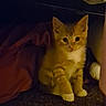 animal, cat, cozy, curious, cute, dim_lighting, domestic_cat, feline, fur, indoor, kitten, orange_cat, pet, shadow, sitting, small, soft_fabric, whiskers, white_paws, young_cat