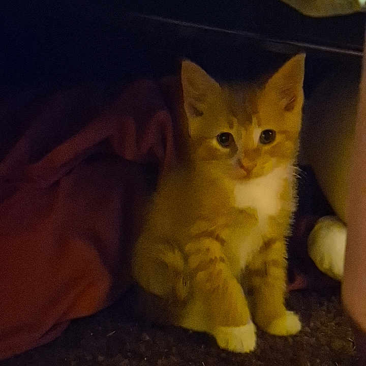 Butter Burger is registered to the contest to win money with this photo: animal, cat, cozy, curious, cute, dim_lighting, domestic_cat, feline, fur, indoor, kitten, orange_cat, pet, shadow, sitting, small, soft_fabric, whiskers, white_paws, young_cat