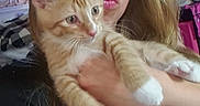 Butter Burger joined the competition — help win amazing prizes! animal, blonde_hair, casual, cat, cozy, cute, face, furniture, holding, home, indoor, kitten, long_hair, orange_tabby, person, pet, portrait, selfie, white_paws, woman
