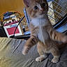 Butter Burger is registered to the contest to win money with this photo: animal, background, blurred, cat, chair, cute, domestic_cat, feline, furniture, household_items, indoor, indoor_lighting, kitten, orange_cat, pet, playful, standing, textured_surface, white_cat, young_cat