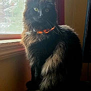 Binx is registered to the contest to win money with this photo: cat, black_cat, fluffy, green_eyes, orange_collar, window, natural_light, red_curtain, indoor, pet, feline, sitting, curious, fur, whiskers, animal, domestic, perch, shadow, portrait