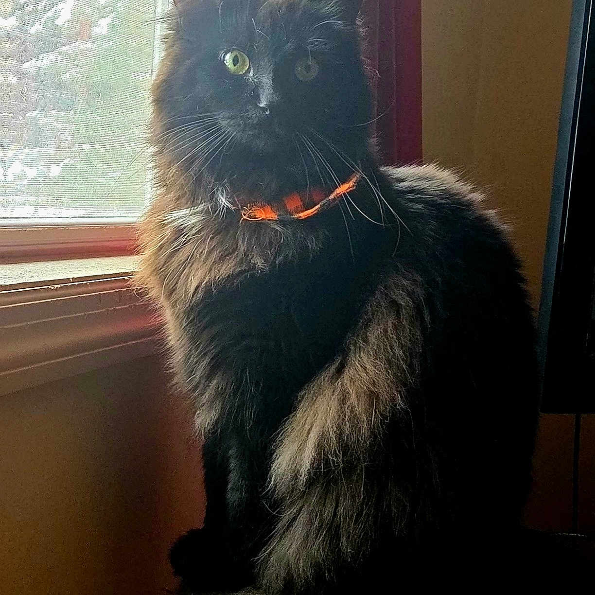 Binx is registered to the contest to win money with this photo: animal, black_cat, cat, curious, domestic, feline, fluffy, fur, green_eyes, indoor, natural_light, orange_collar, perch, pet, portrait, red_curtain, shadow, sitting, whiskers, window