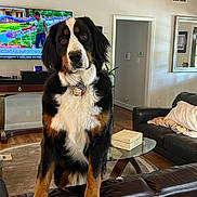 Scarlett is registered to the contest to win money with this photo: animal, bernese_mountain_dog, black, blanket, brown, canine, coffee_table, couch, dog, dog_collar, domestic_animal, furniture, glass_table, indoor, living_room, pet, television, watching, white, wood_floor