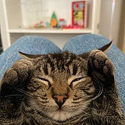 Guffy joined the competition — help win amazing prizes! cat, tabby, sleeping, paws, closeup, pet, feline, relaxed, indoor, lap, blurred_background, cozy, whiskers, nose, fur, ears, resting, comfort, cute, animal