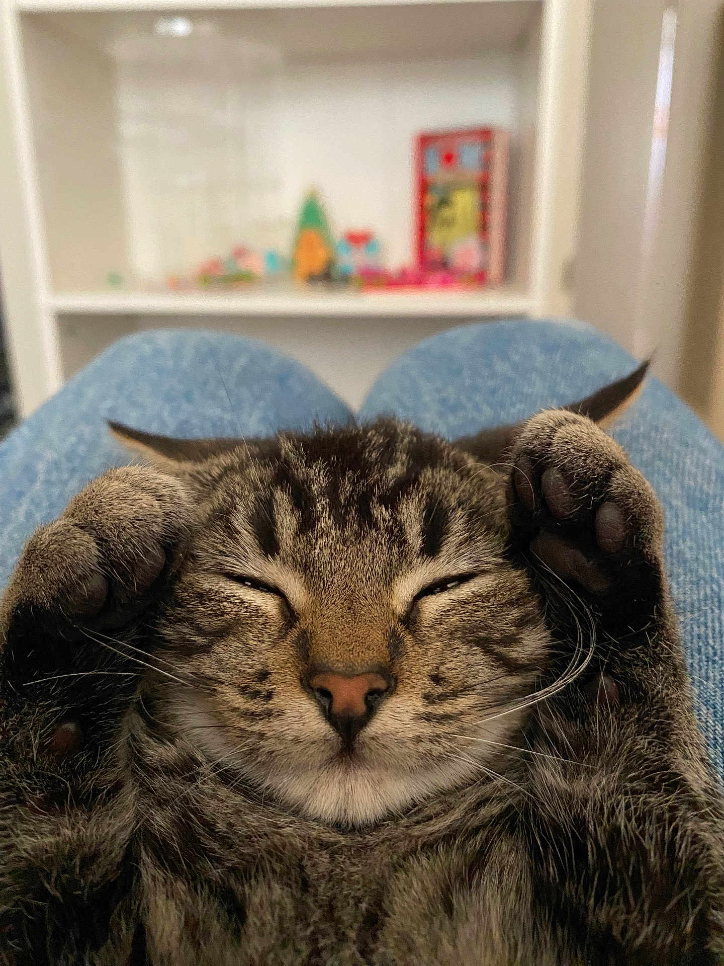Guffy joined the competition — help win amazing prizes! cat, tabby, sleeping, paws, closeup, pet, feline, relaxed, indoor, lap, blurred_background, cozy, whiskers, nose, fur, ears, resting, comfort, cute, animal