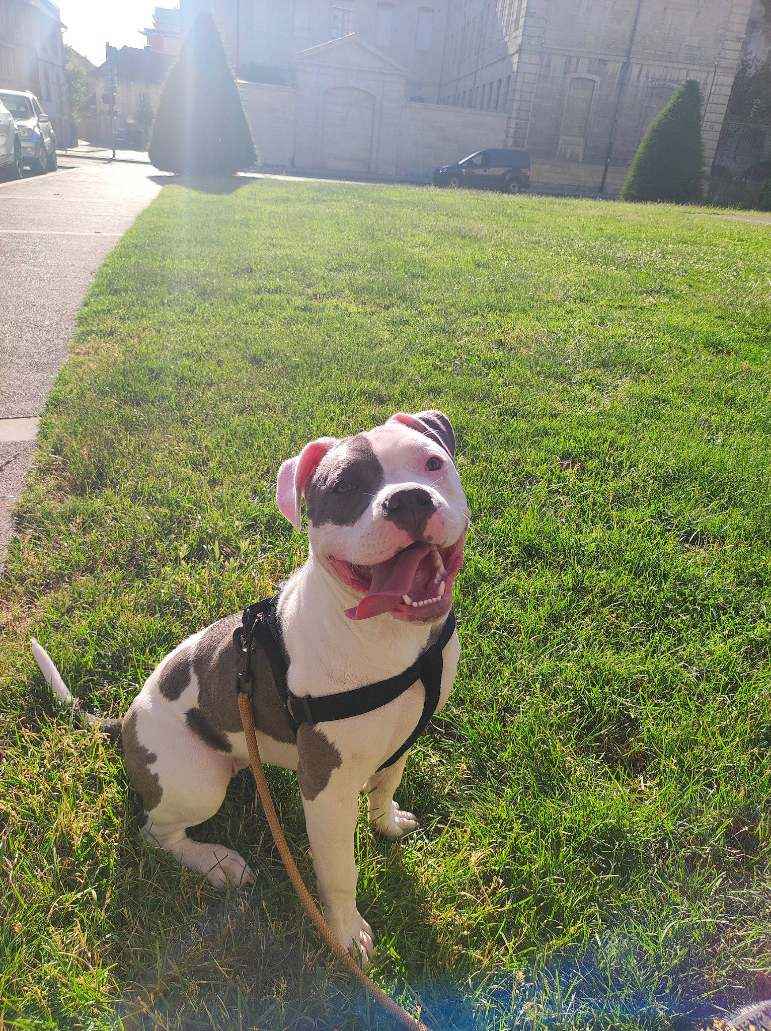 Raya participe au concours pour gagner de l'argent avec cette photo : carnivore, collar, companion_dog, dog, dog_breed, dog_collar, fawn, grass, green, lawn, leash, light, morning, pet_supply, plant, snout, sunglasses, sunlight, tree, working_animal