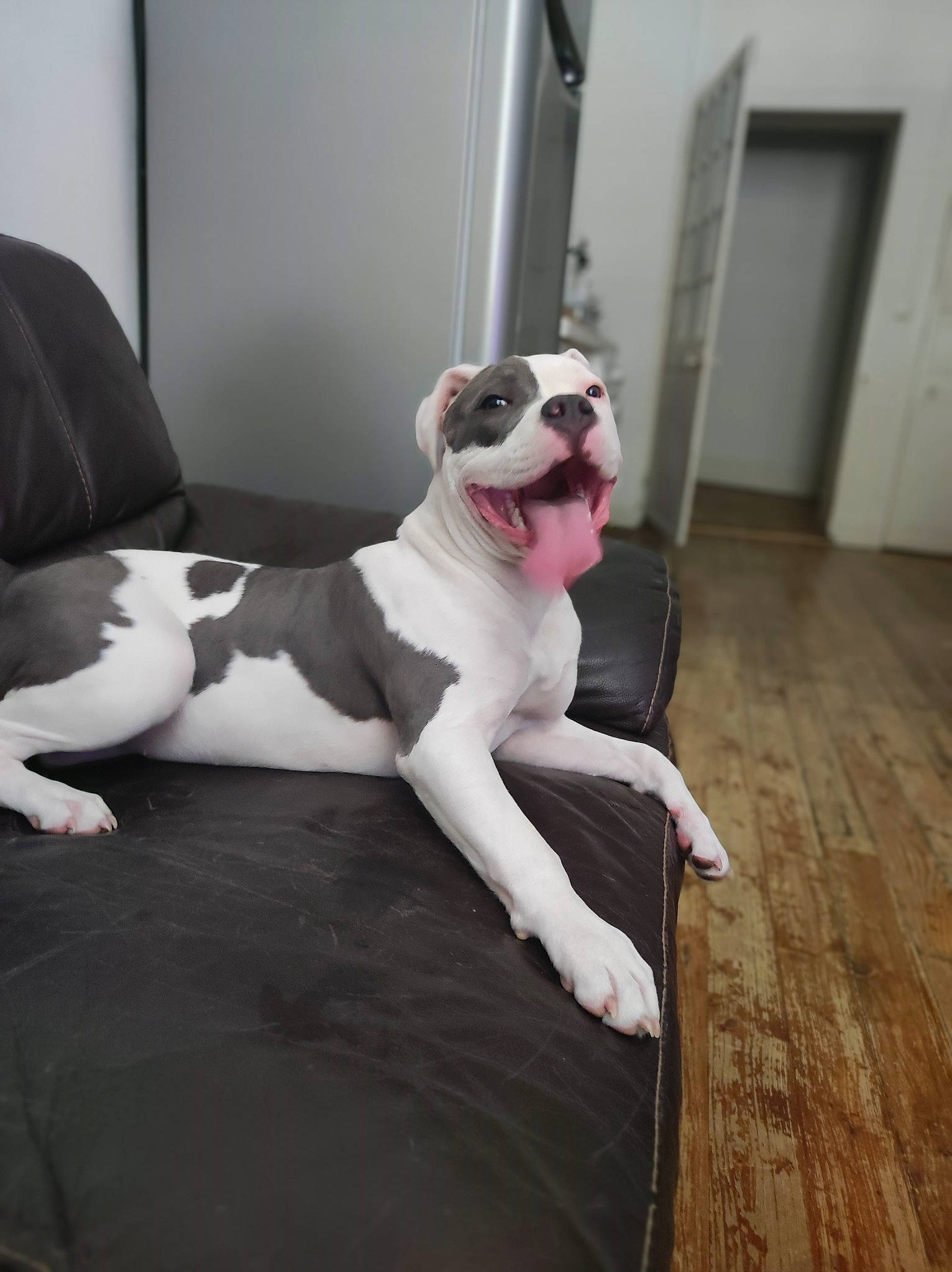 Raya participe au concours pour gagner de l'argent avec cette photo : carnivore, collar, comfort, companion_dog, dog, dog_breed, dog_collar, door, fawn, floor, flooring, grey, hardwood, pet_supply, snout, sporting_group, tail, window, wood, working_animal