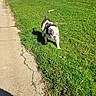 Raya participe au concours pour gagner de l'argent avec cette photo : dog, grass, sidewalk, outdoor, daytime, blue_sky, clouds, shadow, greenery, pet, canine, walking, sunlight, nature, park, leisure, animal, field, summer, happy