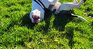 Raya participe au concours pour gagner de l'argent avec cette photo : dog, grass, field, sunny, outdoor, greenery, playful, animal, pet, happy, nature, summer, canine, rolling, sunlight, daytime, trees, sky, leisure, harness