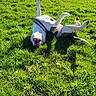dog, grass, field, sunny, outdoor, greenery, playful, animal, pet, happy, nature, summer, canine, rolling, sunlight, daytime, trees, sky, leisure, harness