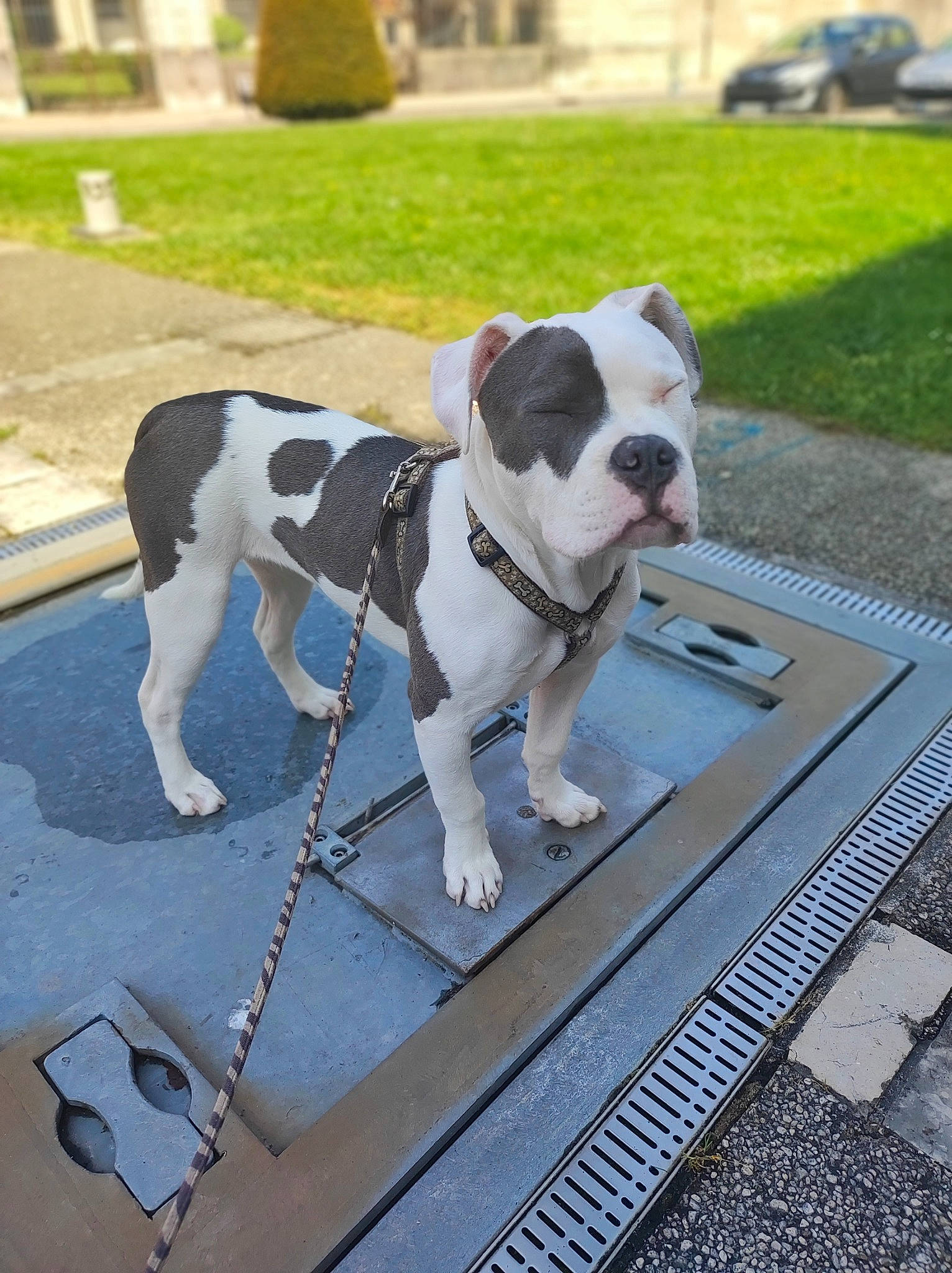 Raya participe au concours pour gagner de l'argent avec cette photo : canidae, carnivore, collar, companion_dog, dog, dog_breed, dog_collar, fawn, flooring, grass, leash, mammal, pet_supply, plant, road_surface, sidewalk, snout, sporting_group, tail, working_animal