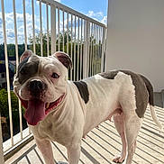 Raya a rejoint le concours — aidez-le/la à gagner de superbes lots ! animal, balcony, black_patches, blue_sky, bulldog, deck, dog, friendly, house, outdoor, pet, portrait, railing, shadows, short_muzzle, smiling, standing, sunlight, tongue_out, white_fur