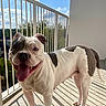 animal, balcony, black_patches, blue_sky, bulldog, deck, dog, friendly, house, outdoor, pet, portrait, railing, shadows, short_muzzle, smiling, standing, sunlight, tongue_out, white_fur