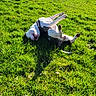 Raya participe au concours pour gagner de l'argent avec cette photo : dog, grass, outdoor, sunny, field, trees, blue_sky, pet, happy, playful, nature, canine, rolling, daylight, greenery, animal, grass_field, sunshine, leisure, fun
