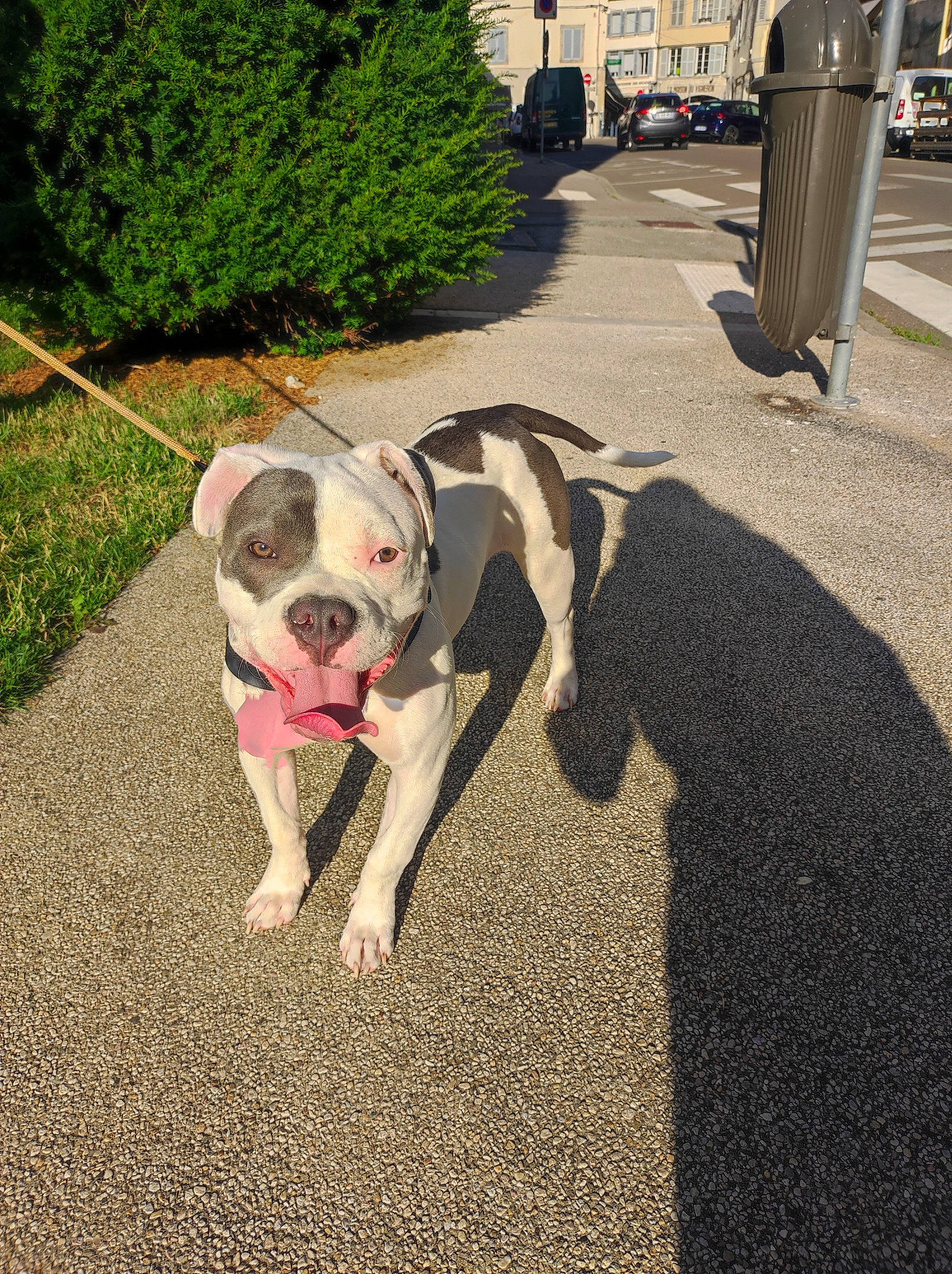 Raya participe au concours pour gagner de l'argent avec cette photo : asphalt, building, bulldog, carnivore, collar, companion_dog, dog, dog_breed, dog_collar, fawn, grass, mammal, plant, road_surface, sidewalk, snout, sporting_group, toy_dog, tree, truck