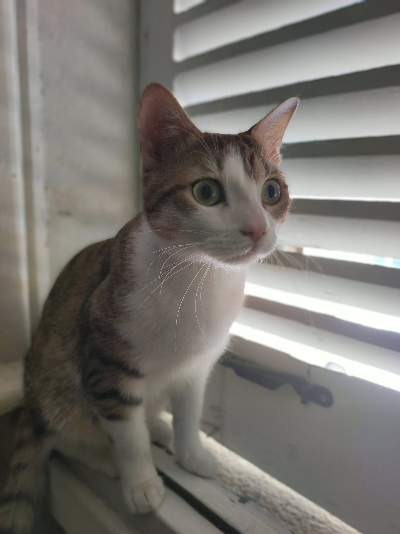 Simpson participe au concours pour gagner de l'argent avec cette photo : carnivore, cat, domestic_short_haired_cat, fawn, felidae, fur, grey, paw, small_to_medium_sized_cats, snout, tail, whiskers, window, wood