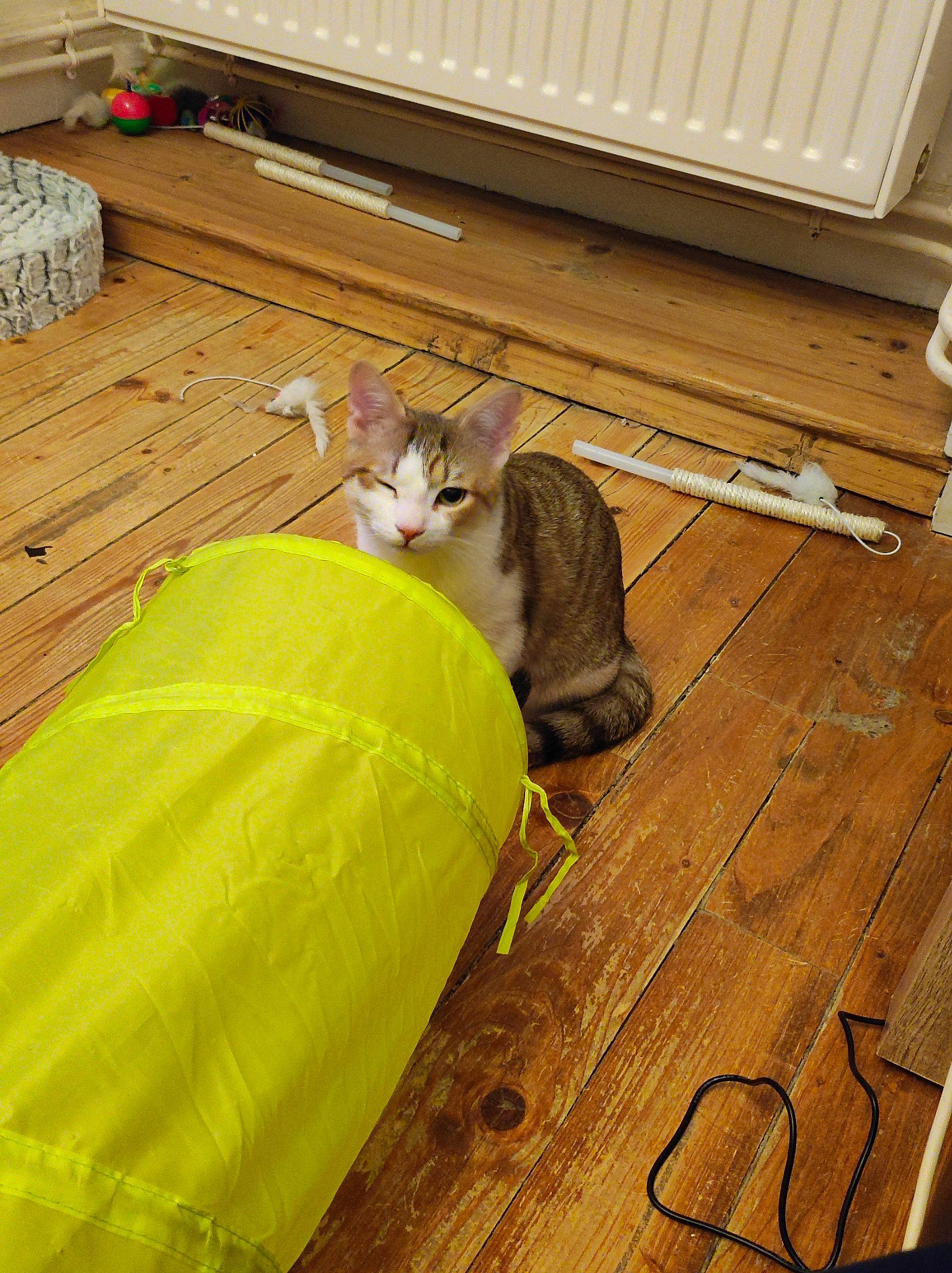 Simpson participe au concours pour gagner de l'argent avec cette photo : carnivore, cat, comfort, domestic_short_haired_cat, fawn, felidae, floor, flooring, hardwood, laminate_flooring, mammal, plank, room, small_to_medium_sized_cats, tail, vertebrate, whiskers, wood, wood_flooring, wood_stain