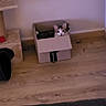 animal, cardboard_box, cat, cat_tree, cozy, curiosity, curious, domestic, feline, floor, home, indoor, looking, pet, playing, quiet, relaxed, remote_control, small_box, wooden_floor