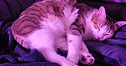 Simpson participe au concours pour gagner de l'argent avec cette photo : blanket, cat, comfort, couch, cozy, cute, domestic_animal, feline, fur, home, indoor, leather, nap, paw, pet, purple_light, relaxing, resting, sleeping, whiskers
