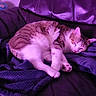 blanket, cat, comfort, couch, cozy, cute, domestic_animal, feline, fur, home, indoor, leather, nap, paw, pet, purple_light, relaxing, resting, sleeping, whiskers