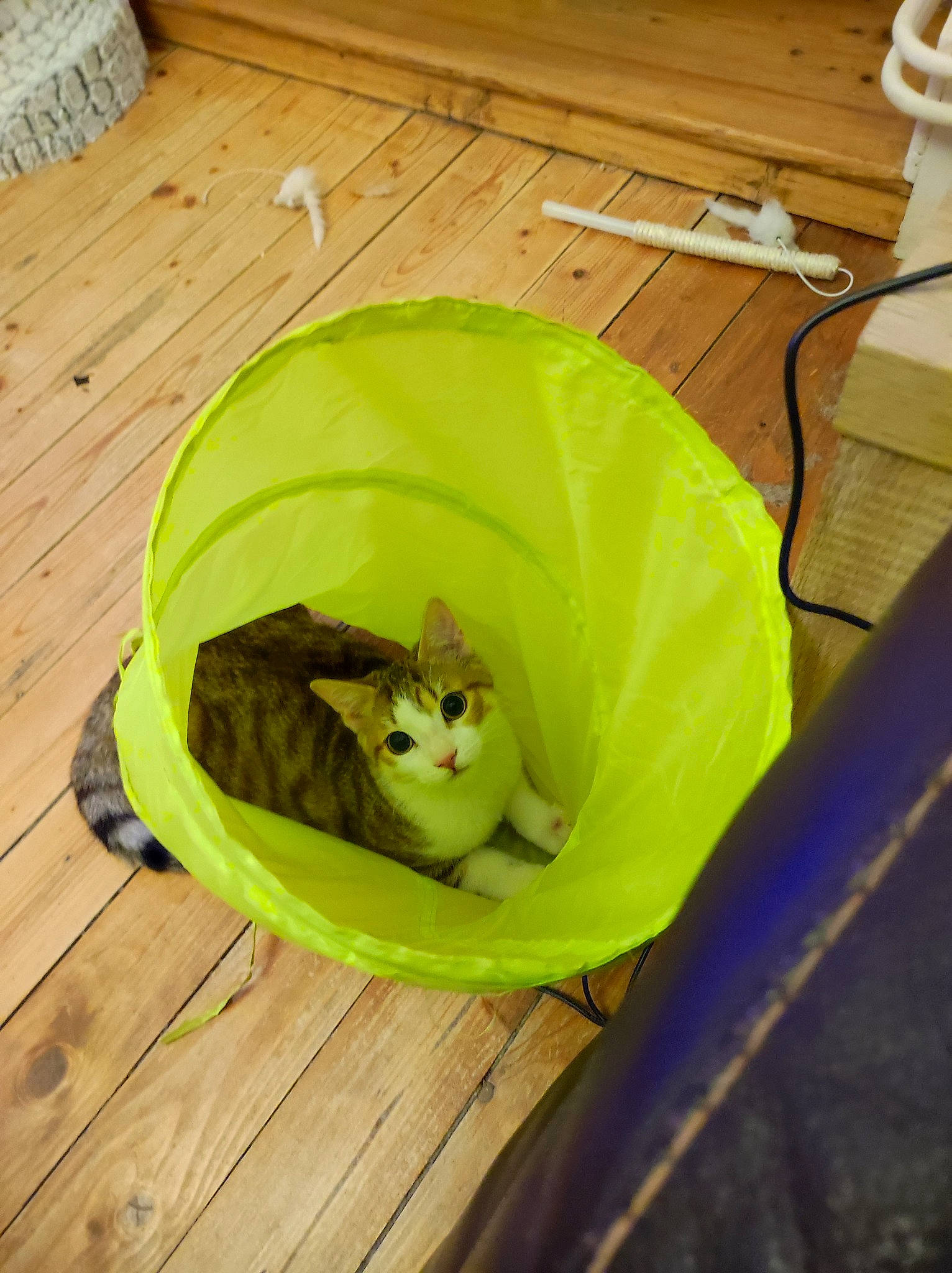 Simpson a rejoint le concours — aidez-le/la à gagner de superbes lots ! carnivore, cat, cat_supply, comfort, domestic_short_haired_cat, fawn, felidae, flooring, fur, grass, hardwood, pet_supply, plank, rodent, small_to_medium_sized_cats, tail, whiskers, wood, wood_flooring, wood_stain