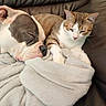 animal, blanket, brown, cat, comfort, companion, couch, cozy, cute, dog, domestic, friendship, fur, indoors, leather, pet, relaxed, resting, sleeping, snuggle