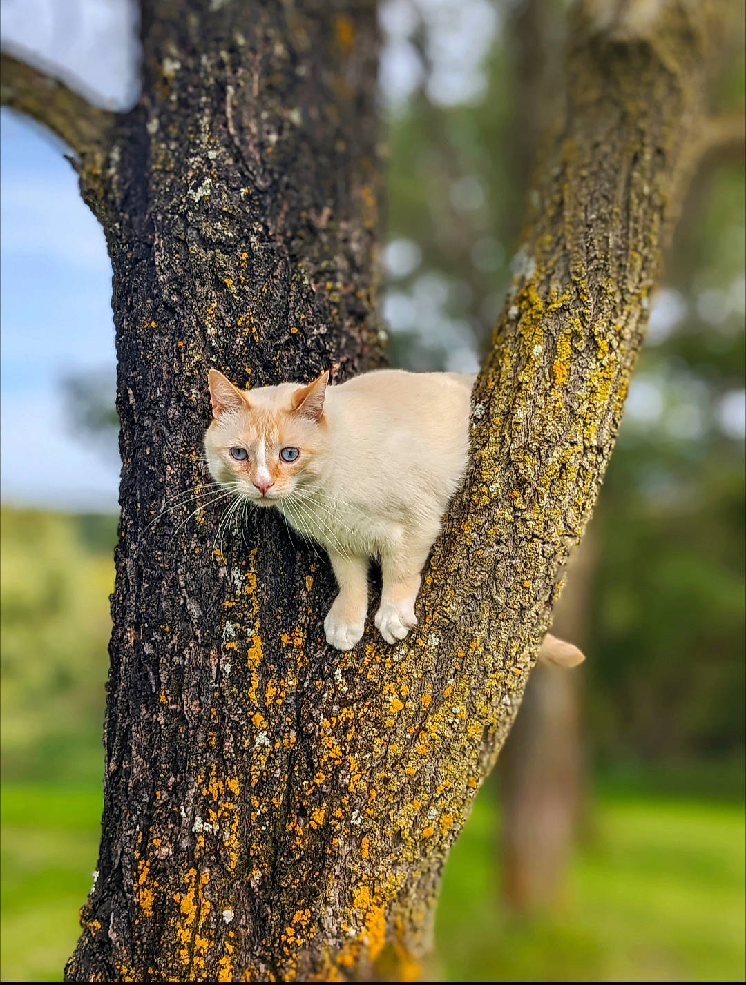 Beau is registered to the contest to win money with this photo: art, botany, branch, carnivore, cat, deciduous, domestic_short_haired_cat, fawn, felidae, grass, plant, small_to_medium_sized_cats, tail, tree, trunk, twig, whiskers, wood, woody_plant