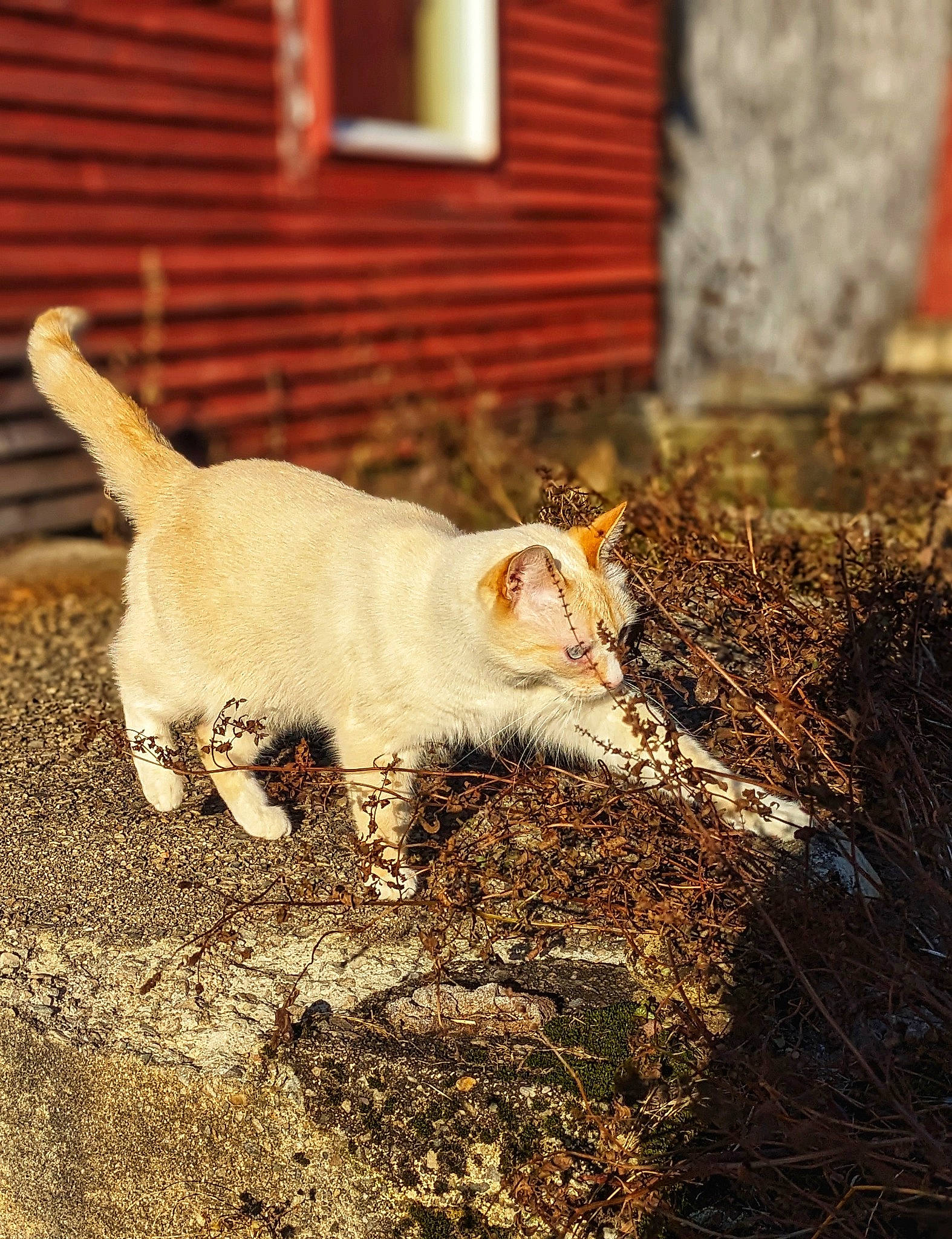 Beau joined the competition — help win amazing prizes! brick, carnivore, cat, claw, domestic_short_haired_cat, fawn, felidae, fur, grass, paw, road_surface, shadow, small_to_medium_sized_cats, soil, street, tail, terrestrial_animal, whiskers, window, wood