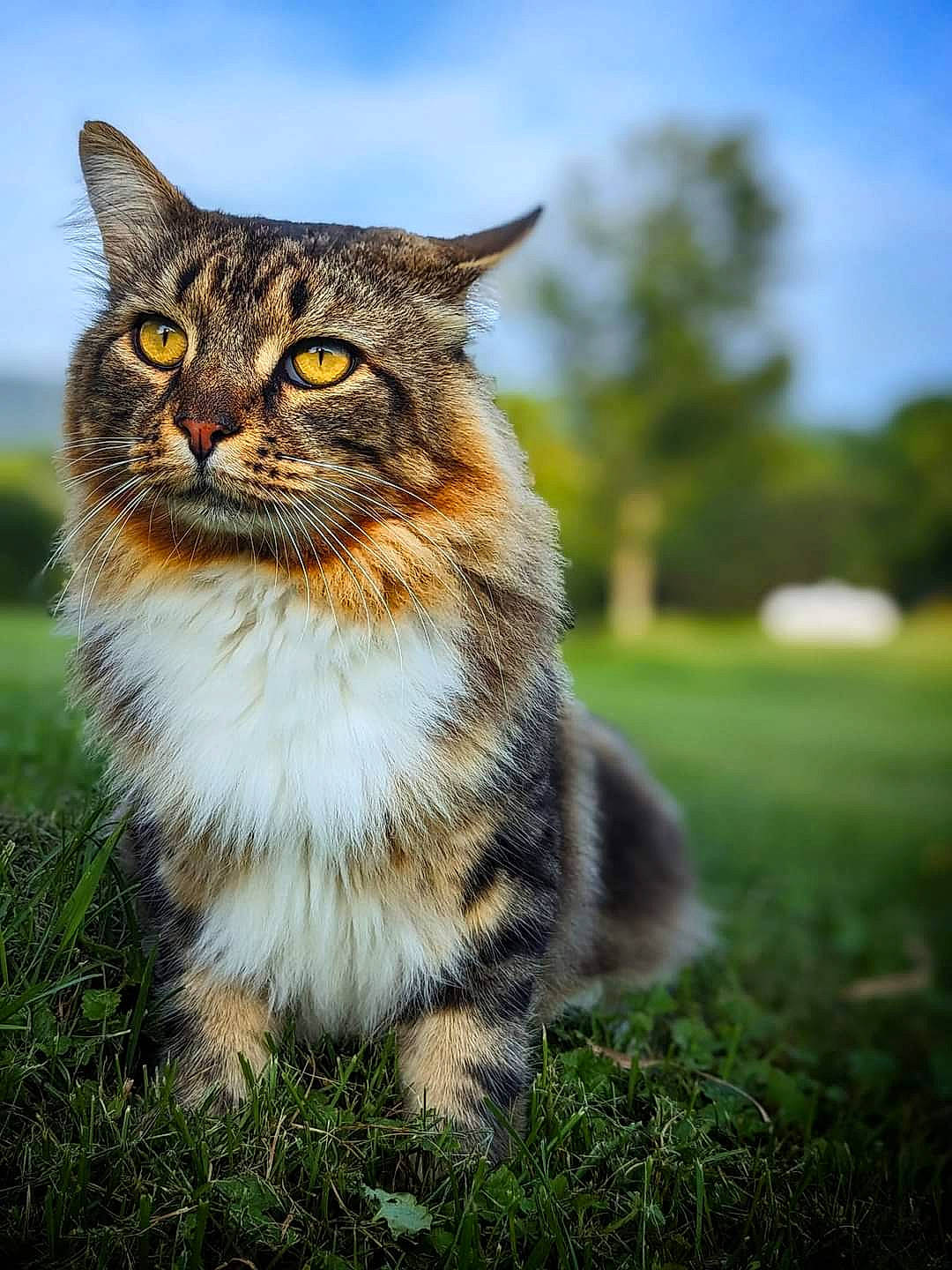 Lynx joined the competition — help win amazing prizes! carnivore, cat, domestic_short_haired_cat, eye, felidae, fur, grass, grassland, hair, head, iris, lynx, plant, sky, small_to_medium_sized_cats, snout, tail, terrestrial_animal, tree, whiskers