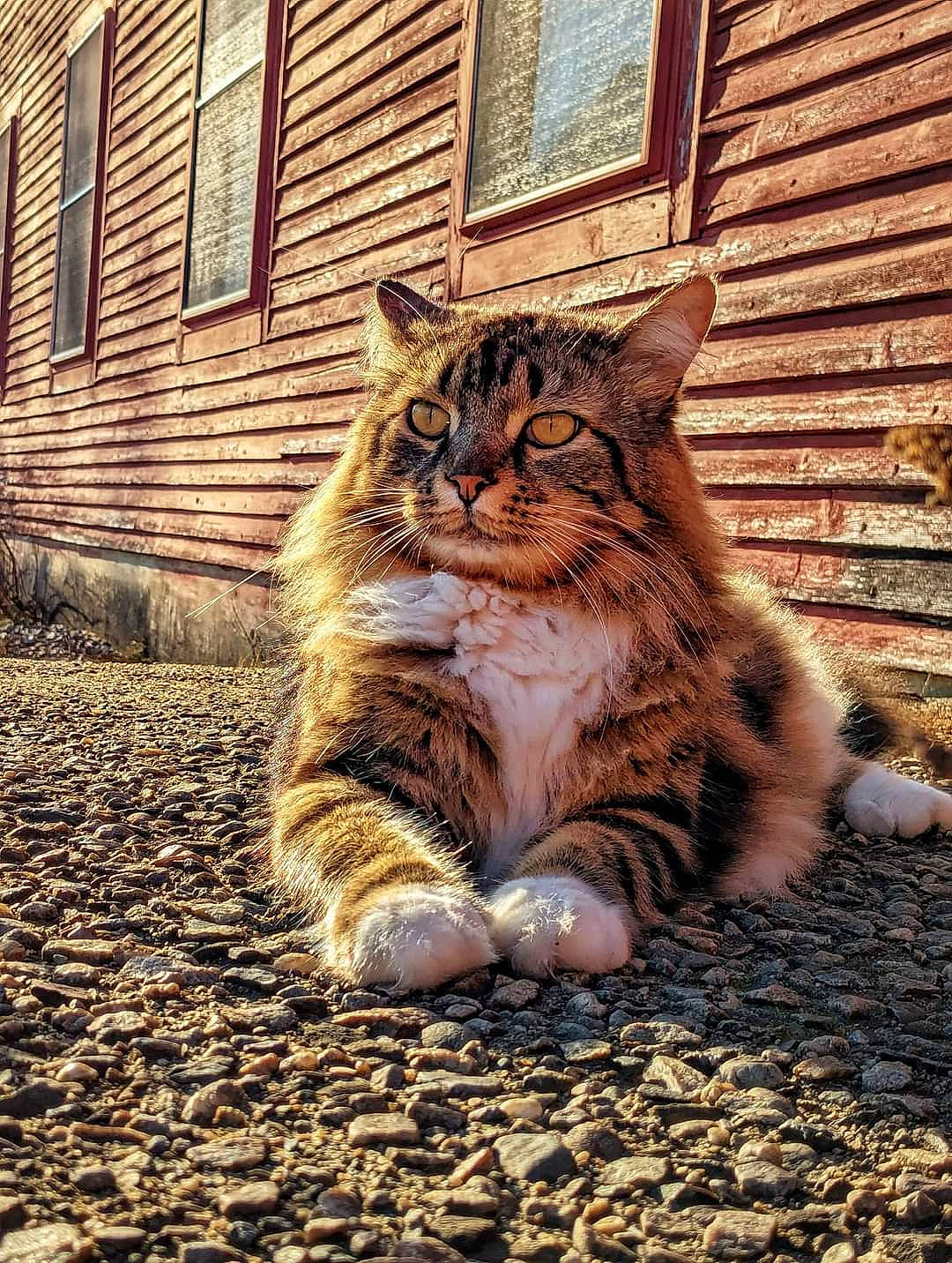 Lynx is registered to the contest to win money with this photo: carnivore, cat, domestic_short_haired_cat, fawn, felidae, flooring, fur, grass, human_leg, paw, plant, road_surface, small_to_medium_sized_cats, snout, tail, terrestrial_animal, tree, whiskers, window, wood