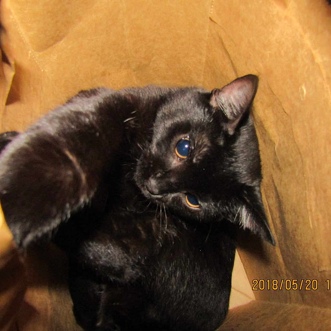 Melvin is registered to the contest to win money with this photo: asian, black_cat, bombay, burmese, carnivore, cat, felidae, korat, mammal, nebelung, small_to_medium_sized_cats, snout, whiskers