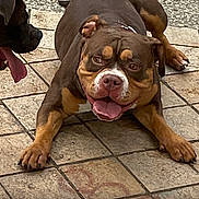 Kenya participe au concours pour gagner de l'argent avec cette photo : dog, brown_dog, panting, tongue_out, tile_floor, outdoor, two_dogs, playful, pet, canine, resting, closeup, animal, muzzle, paw, companion, friendly, happy, domestic_animal, summer