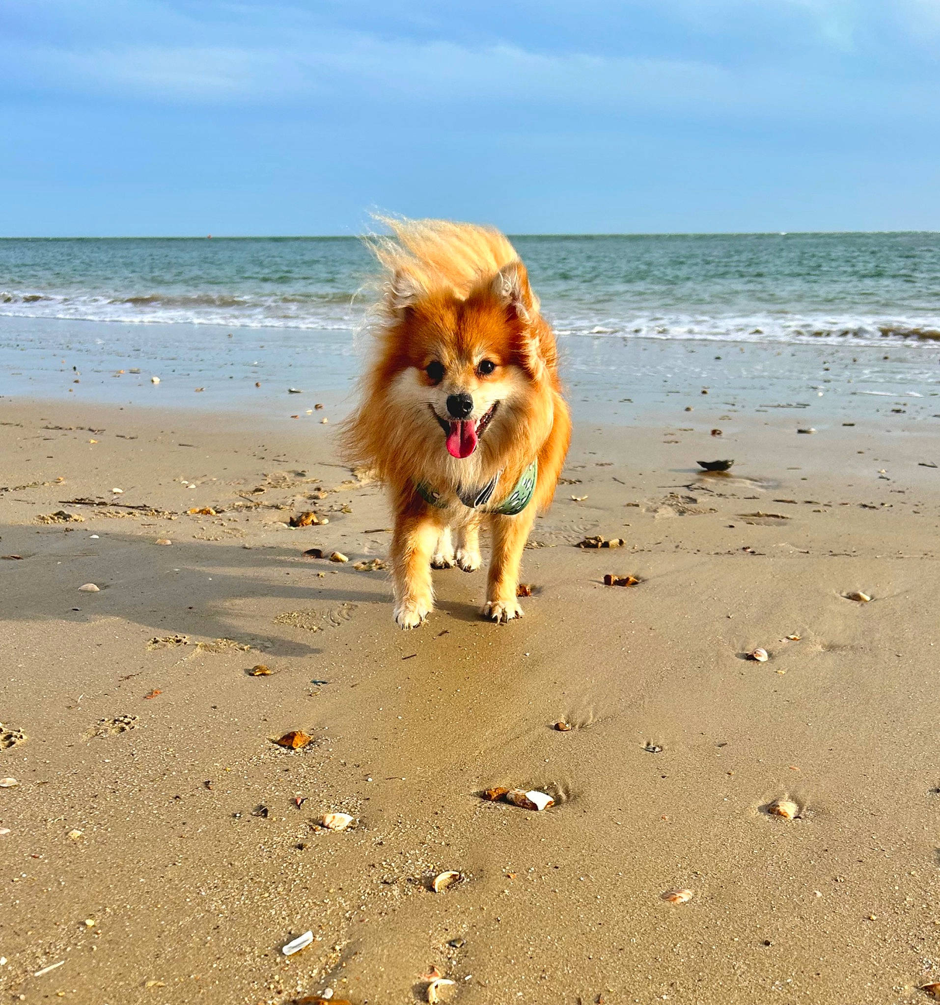 Simba is registered to the contest to win money with this photo: beach, canidae, carnivore, cloud, companion_dog, dog, dog_breed, fawn, german_spitz, german_spitz_klein, horizon, ocean, sand, sky, spitz, sporting_group, tail, toy_dog, vertebrate, water