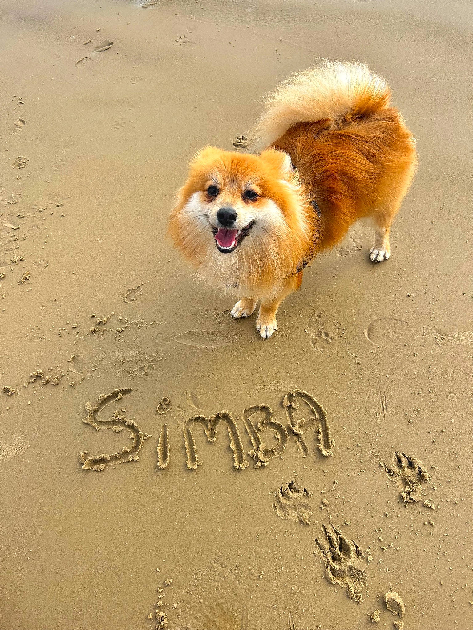 Simba joined the competition — help win amazing prizes! beach, canidae, carnivore, companion_dog, dog, dog_breed, dog_supply, fawn, fur, german_spitz, german_spitz_klein, happy, paw, sand, snout, spitz, sporting_group, tail, toy_dog, working_dog