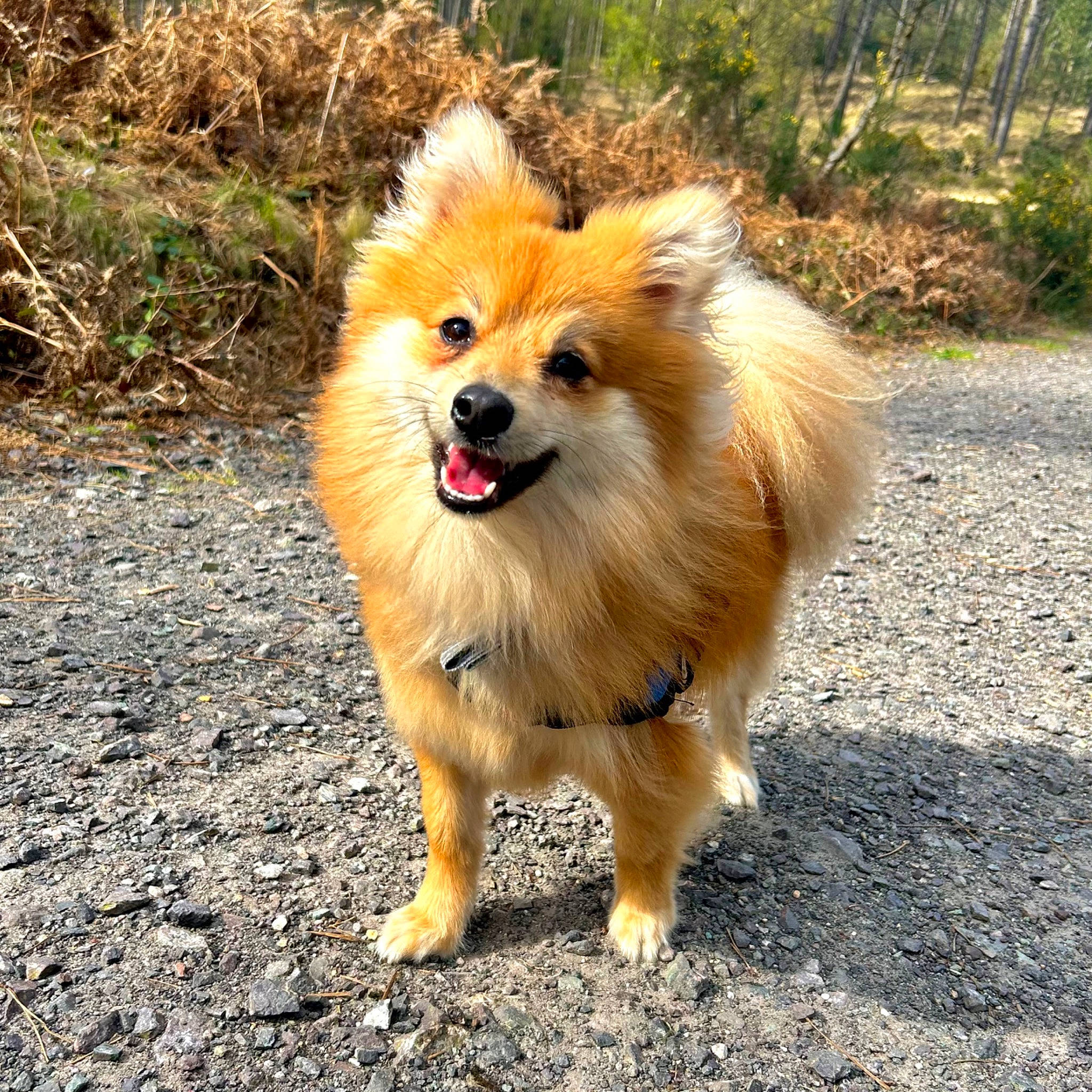 Simba joined the competition — help win amazing prizes! canidae, carnivore, companion_dog, dog, dog_breed, fawn, fur, german_spitz, german_spitz_klein, german_spitz_mittel, plant, pomeranian, snout, spitz, sporting_group, terrestrial_animal, toy_dog, volpino_italiano, whiskers, working_dog