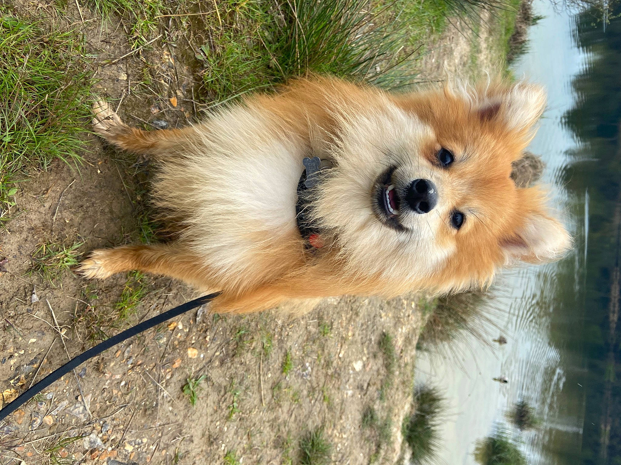 Simba is registered to the contest to win money with this photo: canidae, carnivore, companion_dog, dog, dog_breed, fawn, fur, german_spitz, german_spitz_klein, german_spitz_mittel, grass, snout, spitz, sporting_group, terrestrial_animal, toy_dog, volpino_italiano, water, whiskers, working_animal